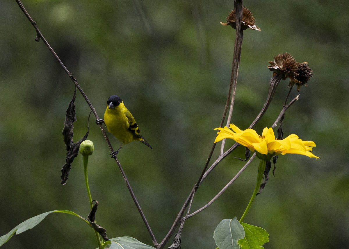 Yellow-faced Siskin - ML646140194