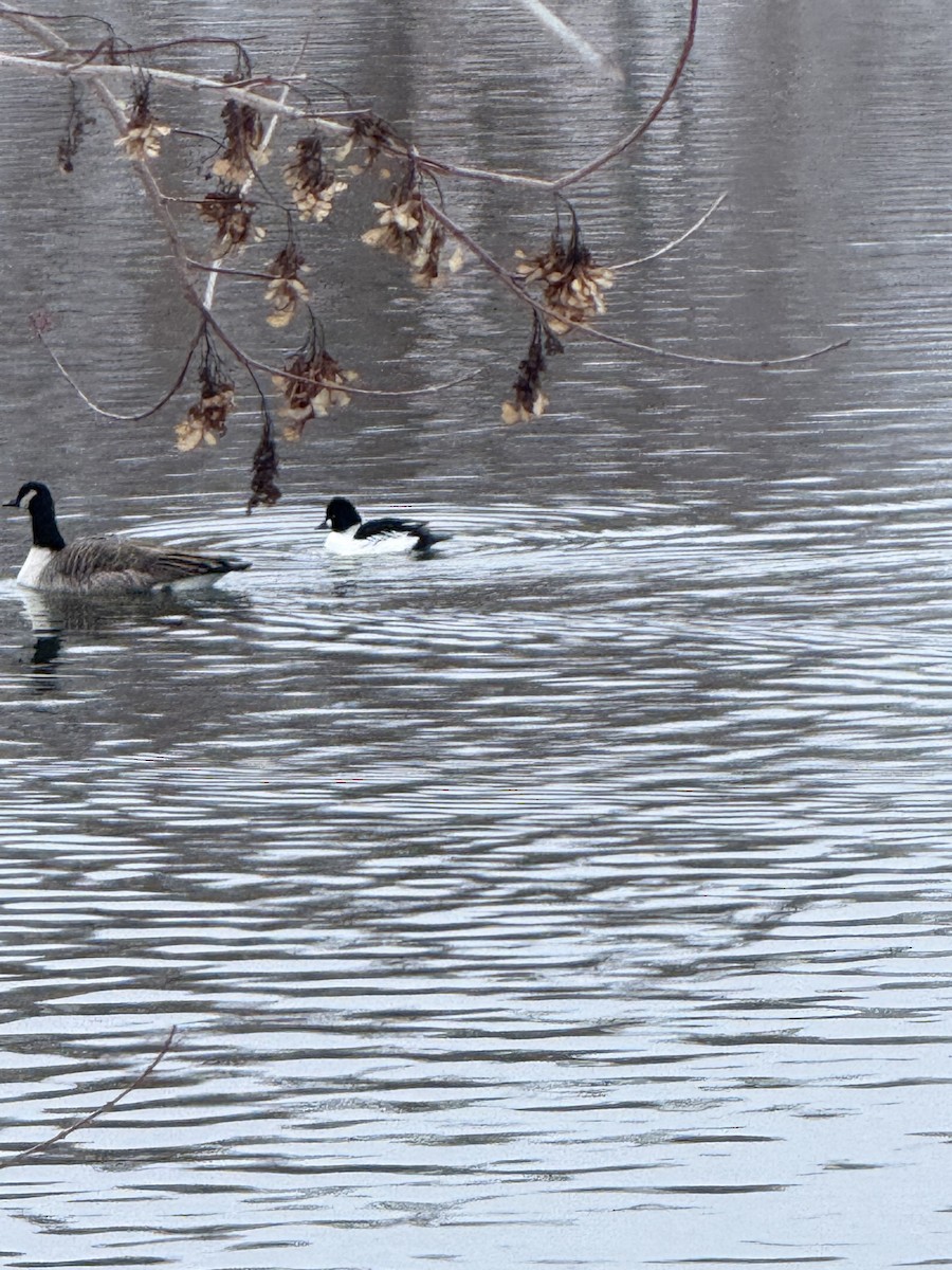 Common Goldeneye - ML646140202