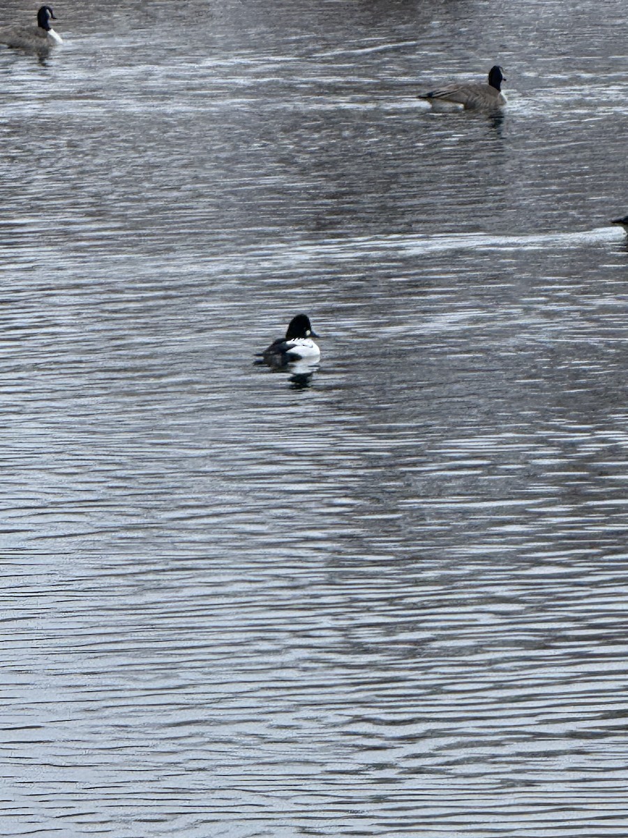 Common Goldeneye - ML646140203