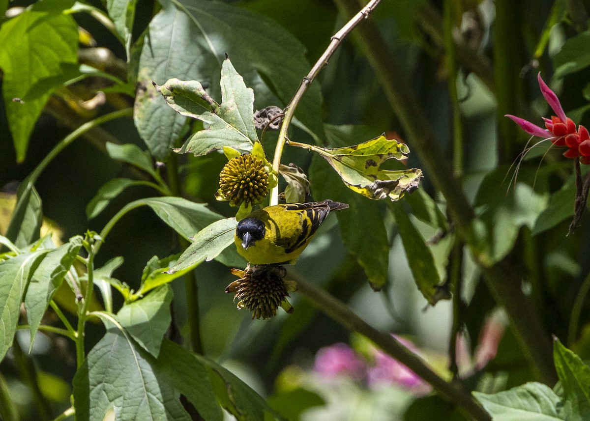 Yellow-faced Siskin - ML646140204