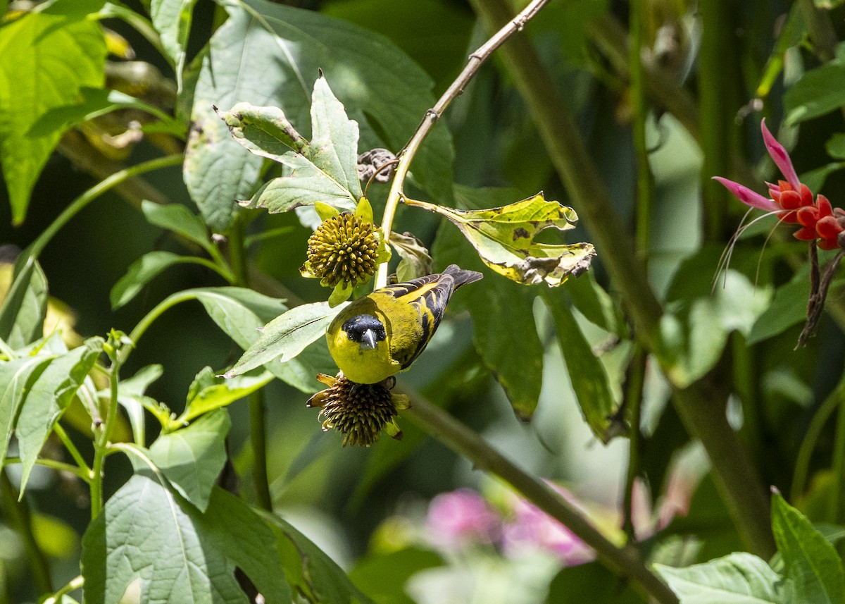 Yellow-faced Siskin - ML646140205