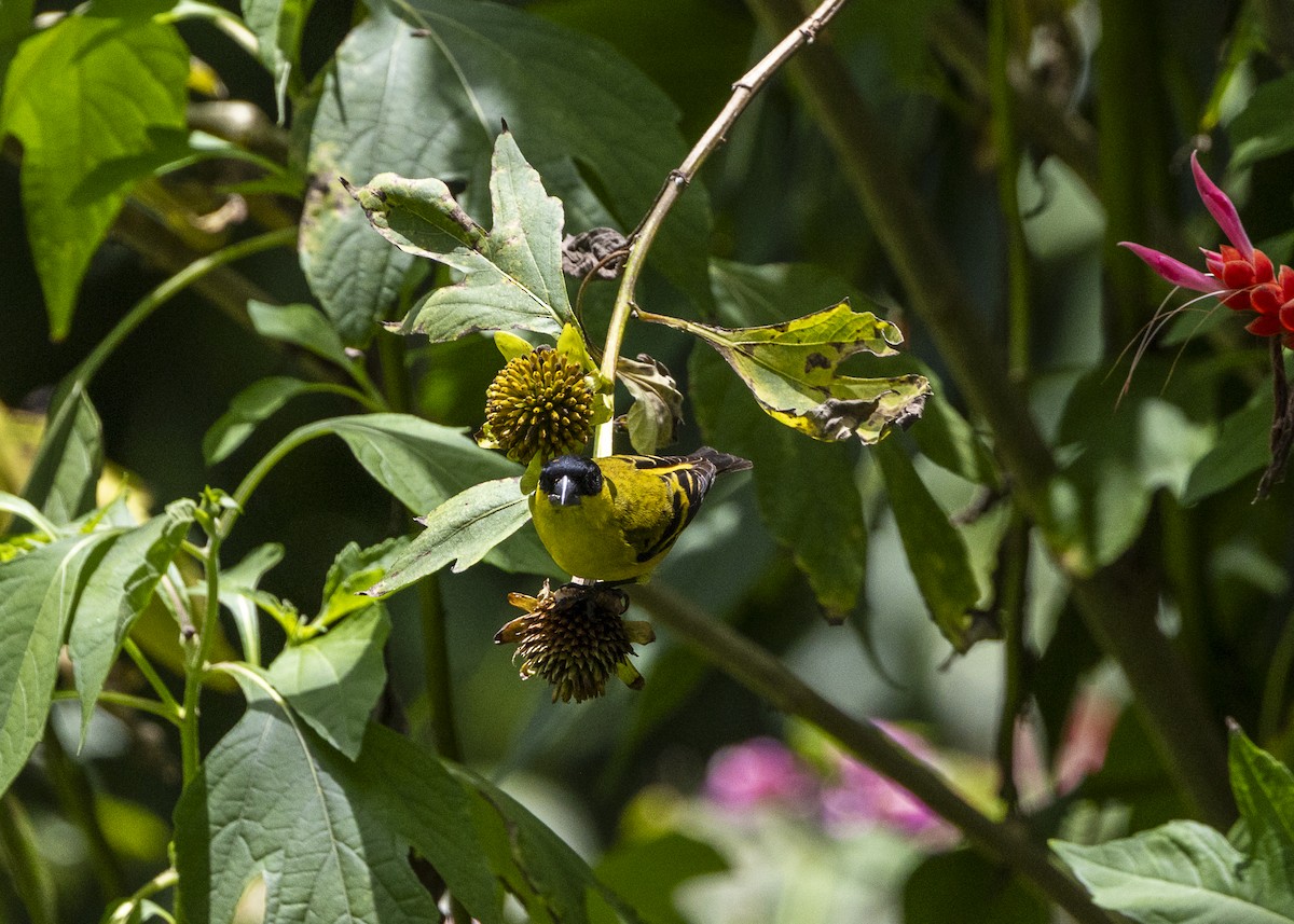 Yellow-faced Siskin - ML646140206