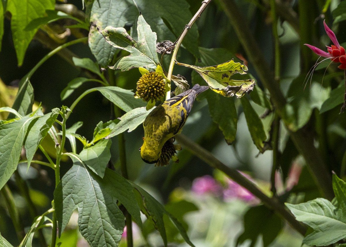 Yellow-faced Siskin - ML646140207