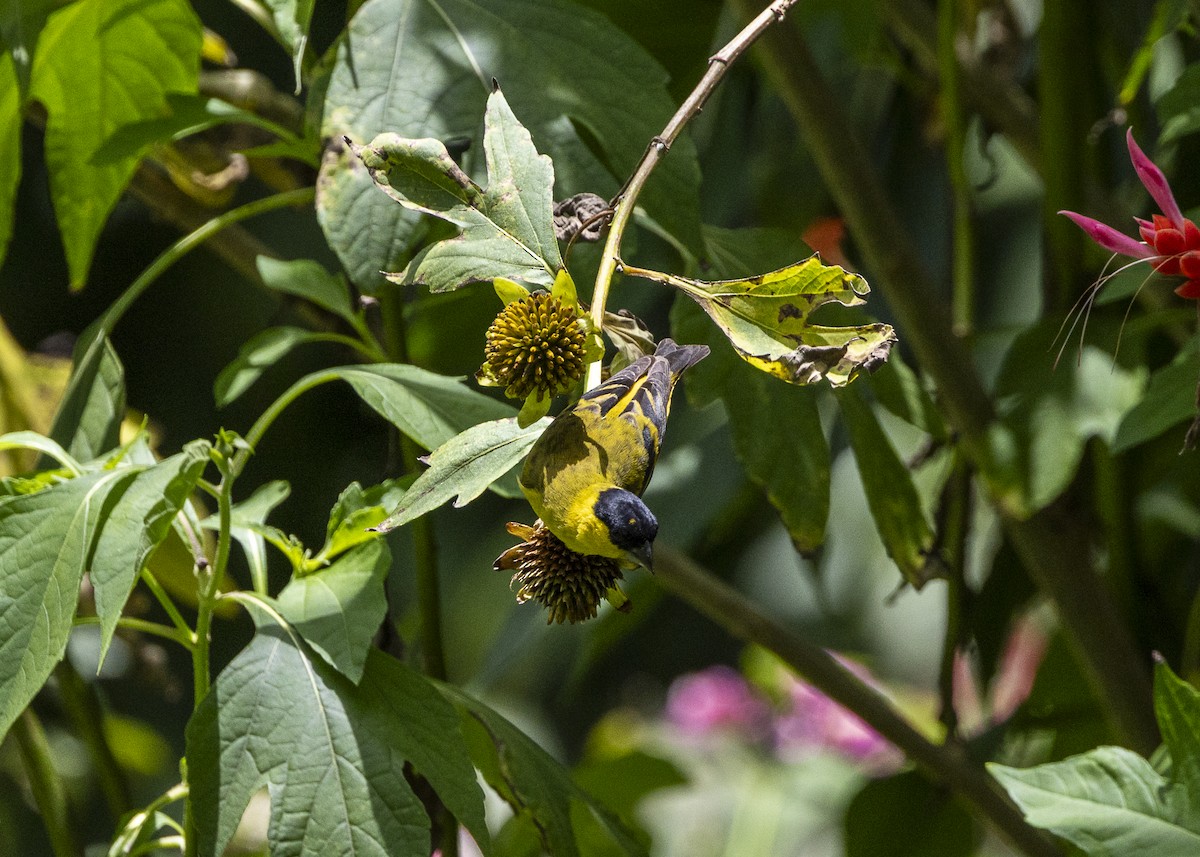 Yellow-faced Siskin - ML646140208