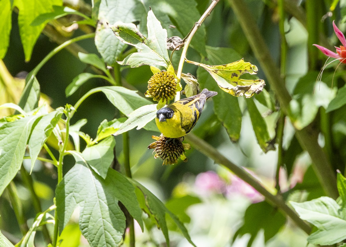 Yellow-faced Siskin - ML646140209