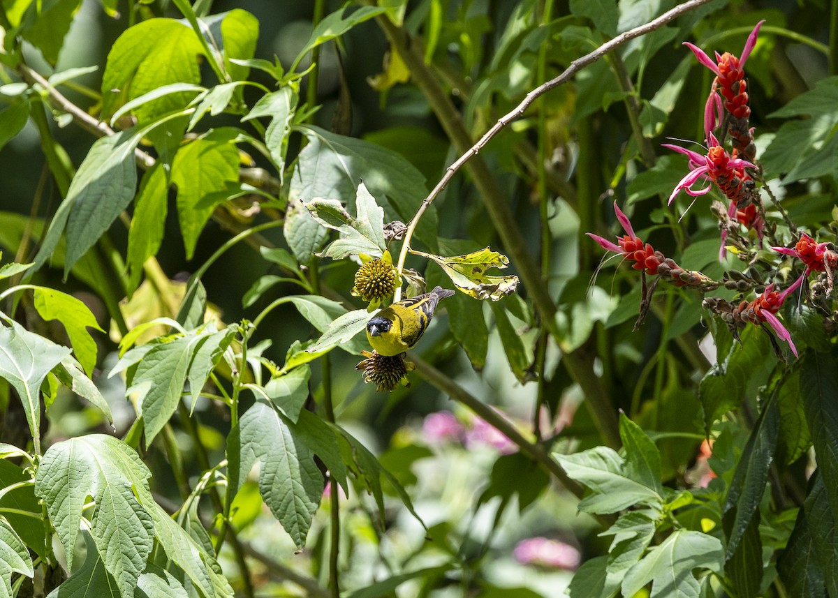 Yellow-faced Siskin - ML646140210