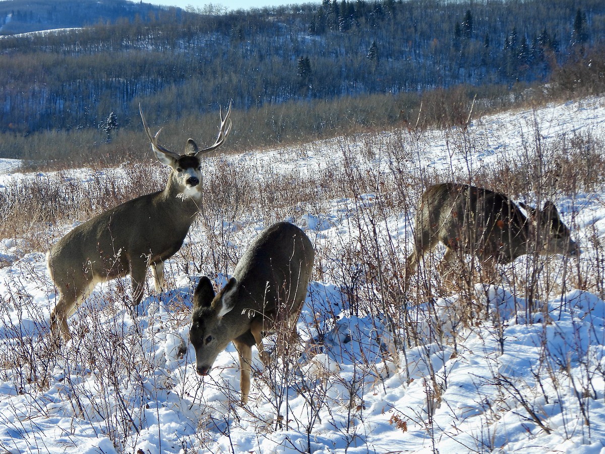 Cervo mulo - ML646140214