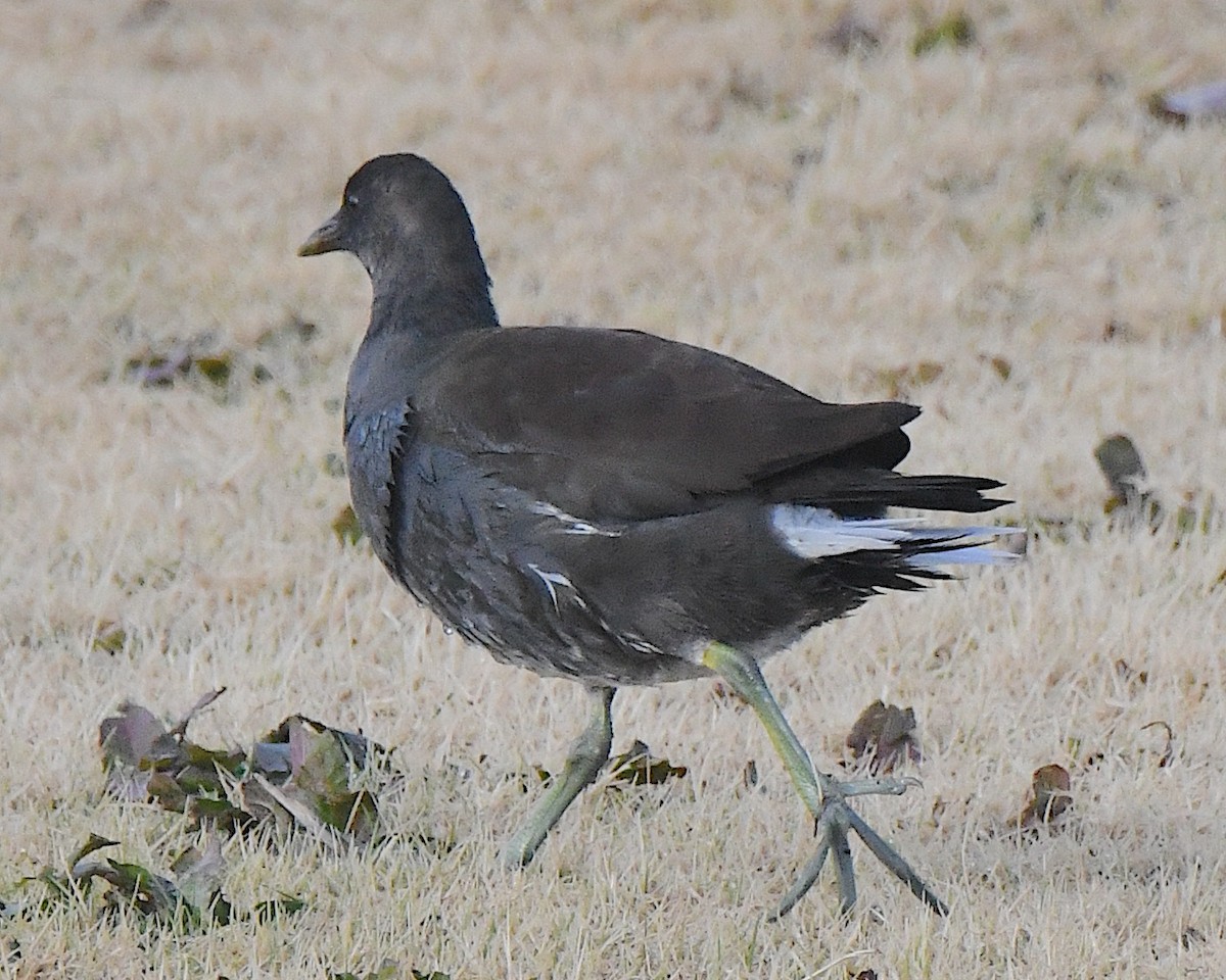 slípka americká - ML646140218