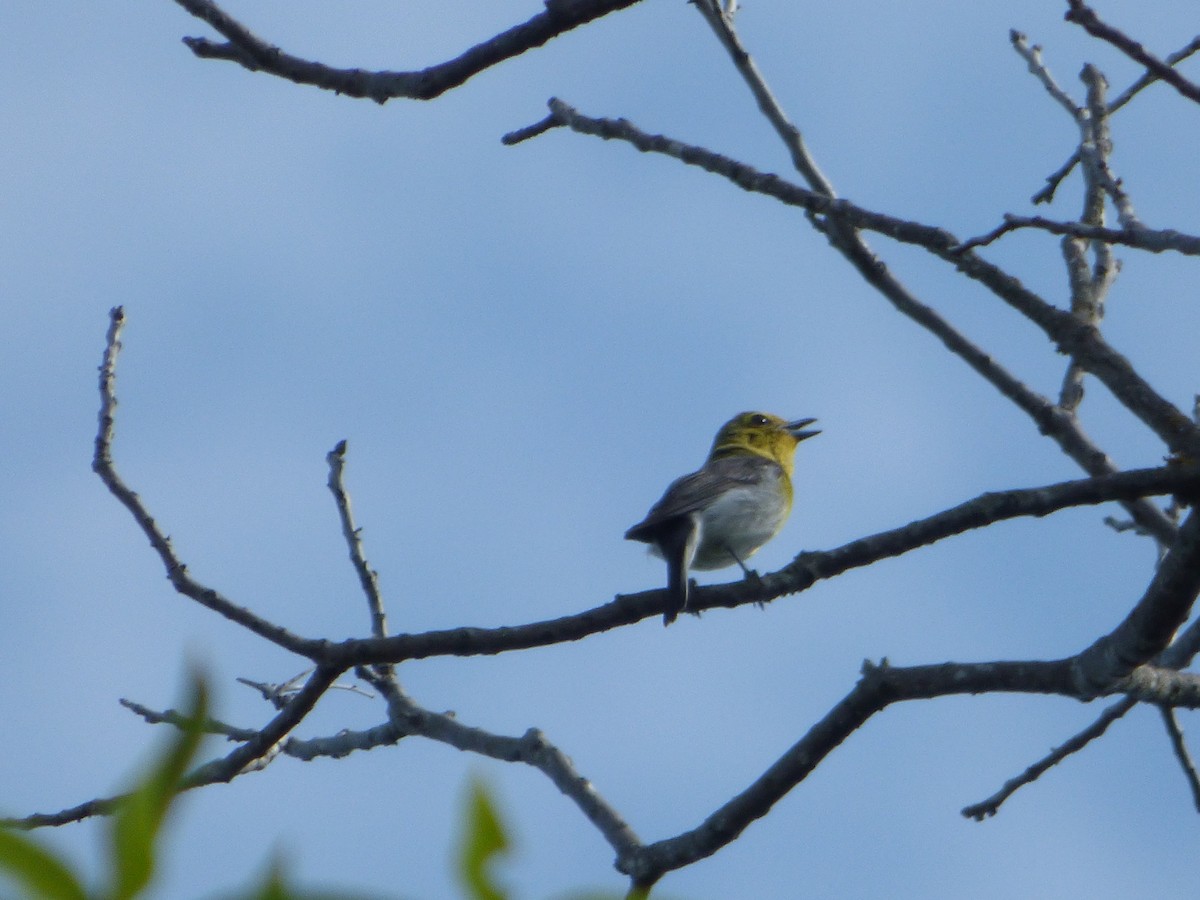 Yellow-throated Vireo - ML646140240
