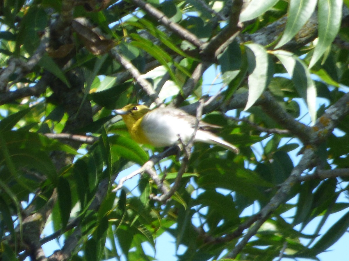 Yellow-throated Vireo - ML646140241