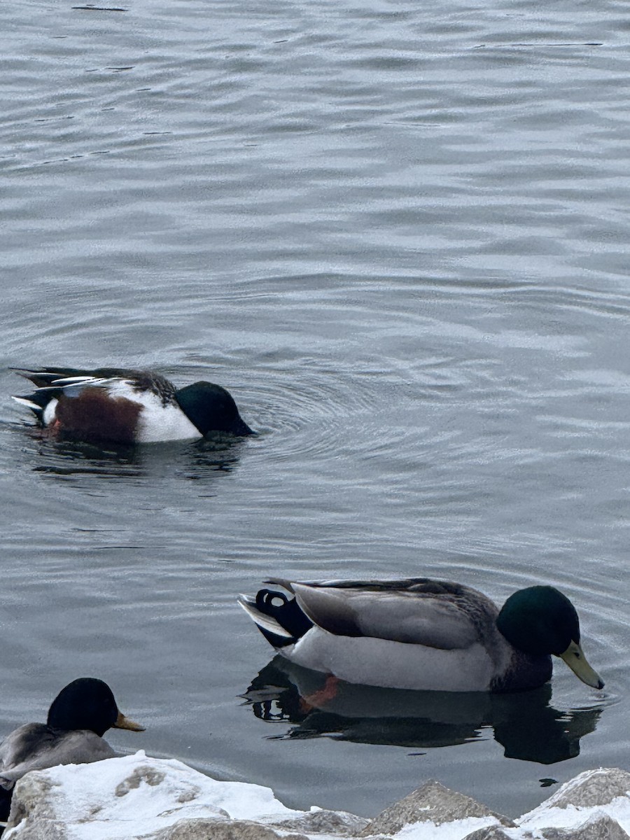 Northern Shoveler - ML646140245