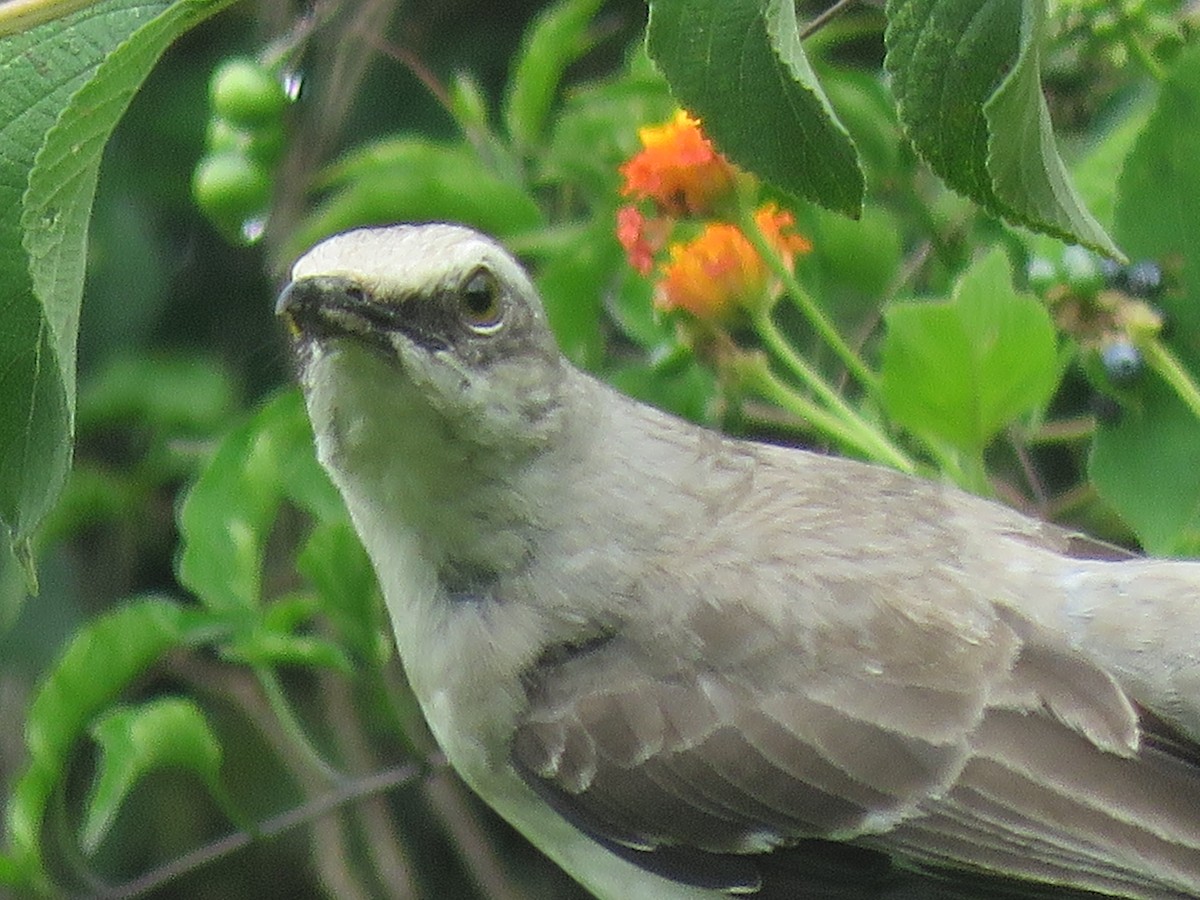 Tropikal Taklitçi - ML646140246