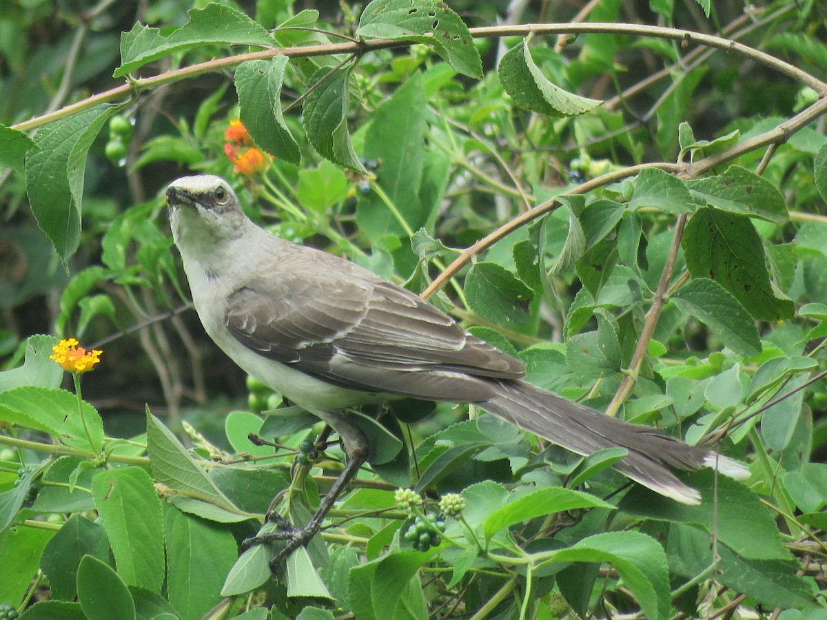 Tropikal Taklitçi - ML646140247