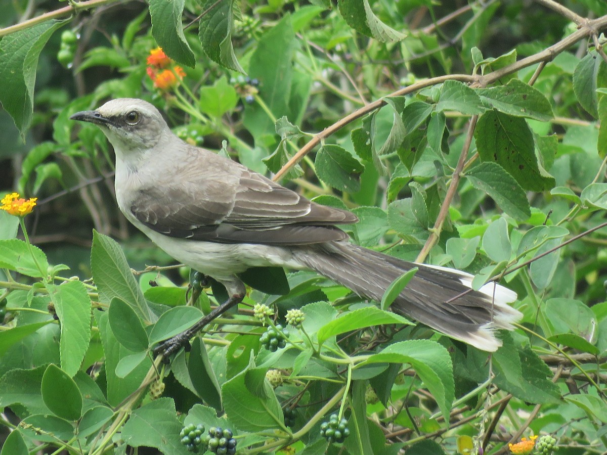 Tropikal Taklitçi - ML646140248