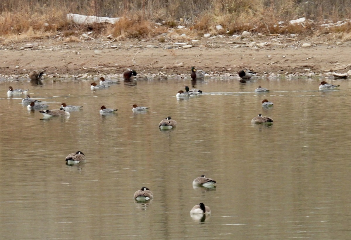 Common Merganser - ML646140262