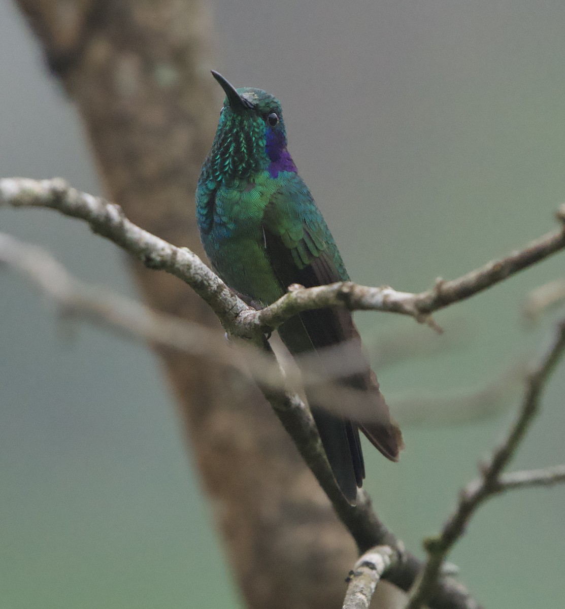 Colibrí Rutilante - ML646140265