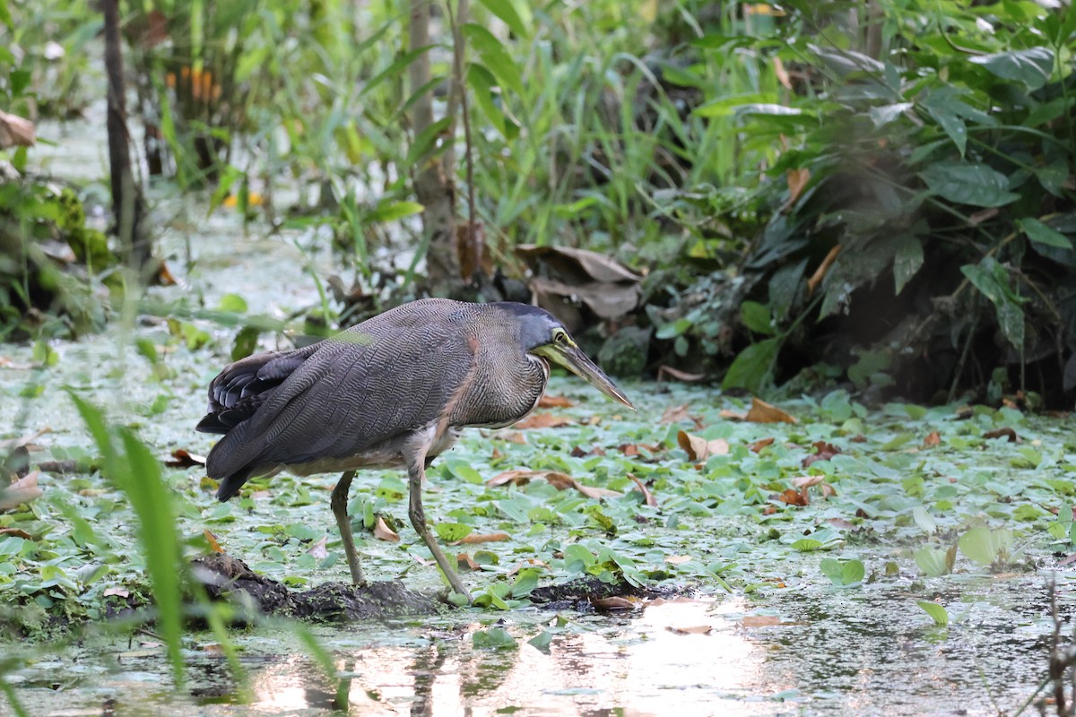 Avetigre Mexicana - ML646140268