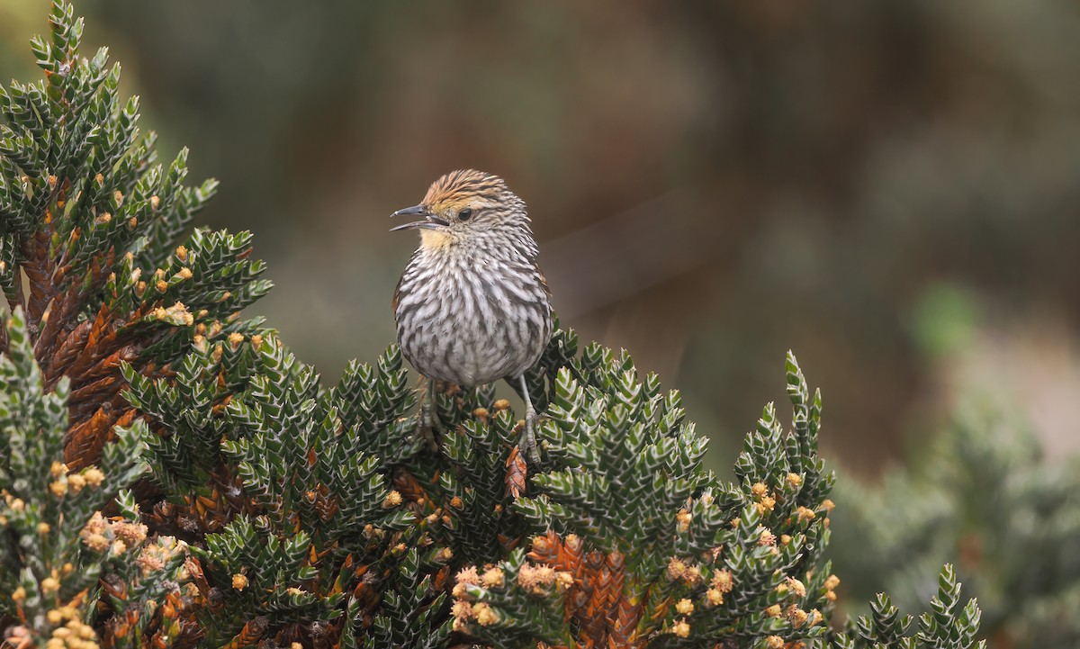 Many-striped Canastero - ML646140283