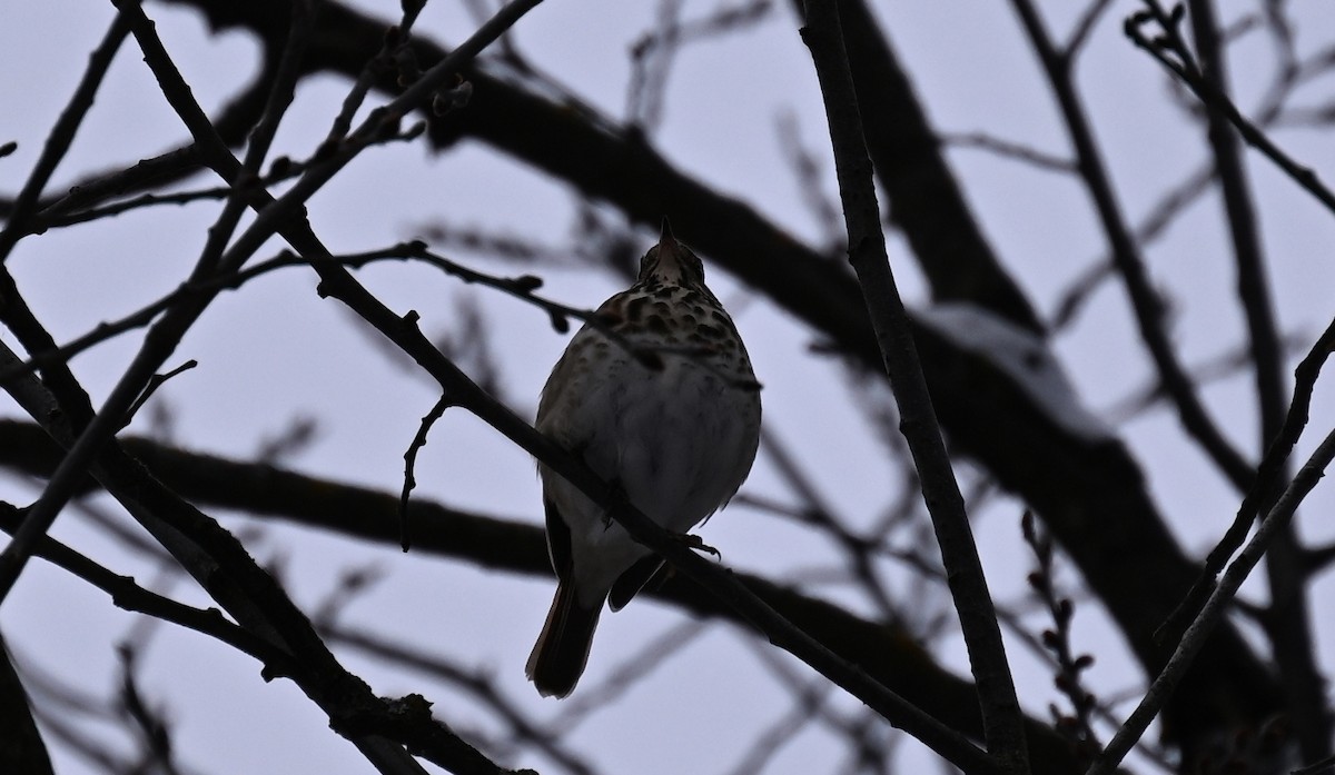 Hermit Thrush - ML646140292