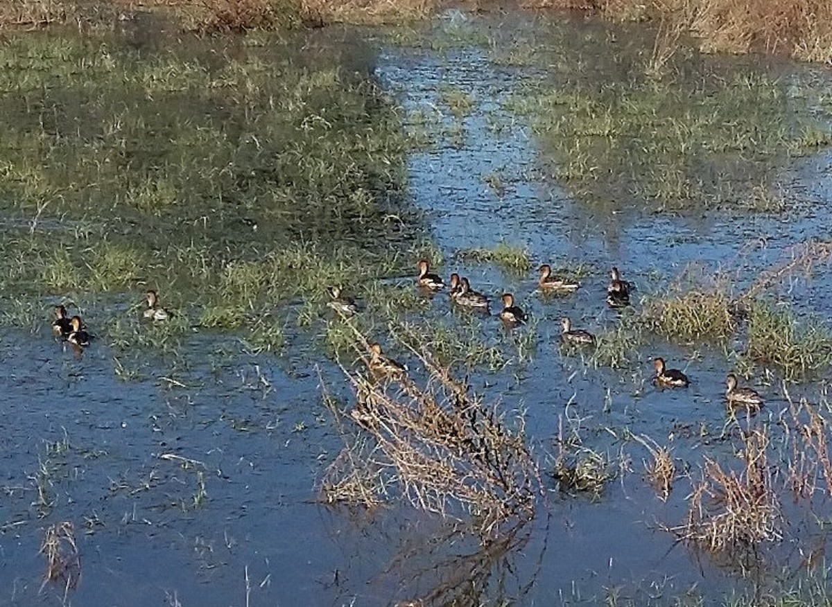 Fulvous Whistling-Duck - ML646140300