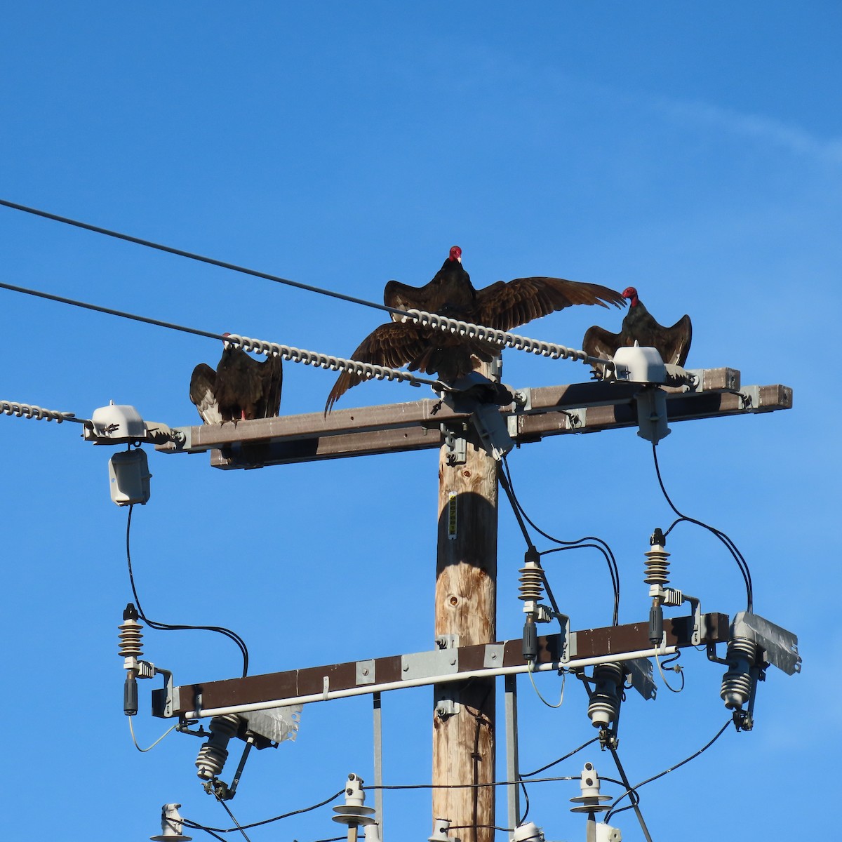 Turkey Vulture - ML646140309