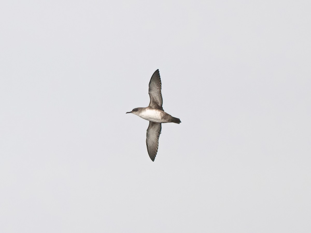 Balearic Shearwater - ML646140310