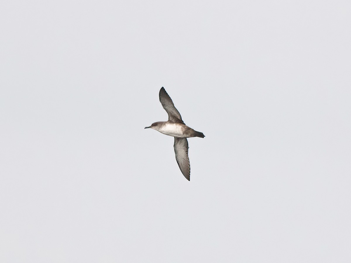 Balearic Shearwater - ML646140311