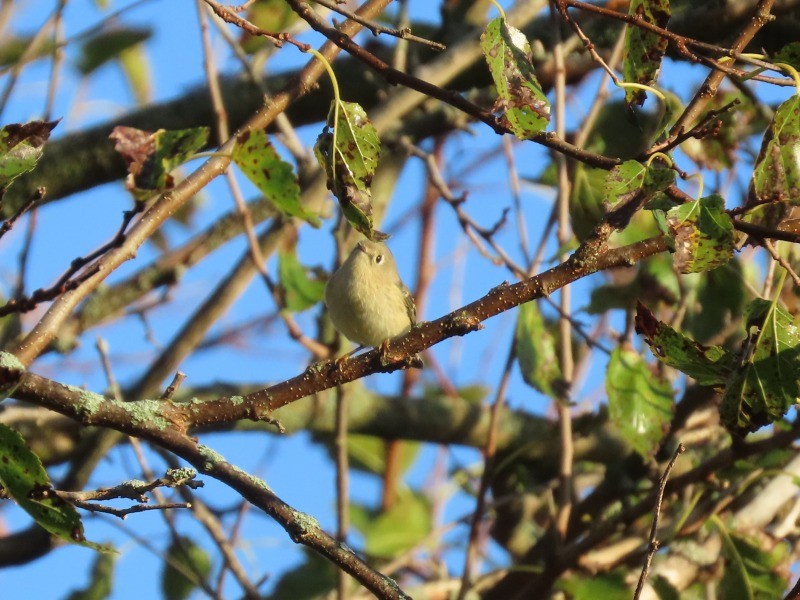 Ruby-crowned Kinglet - ML646140320