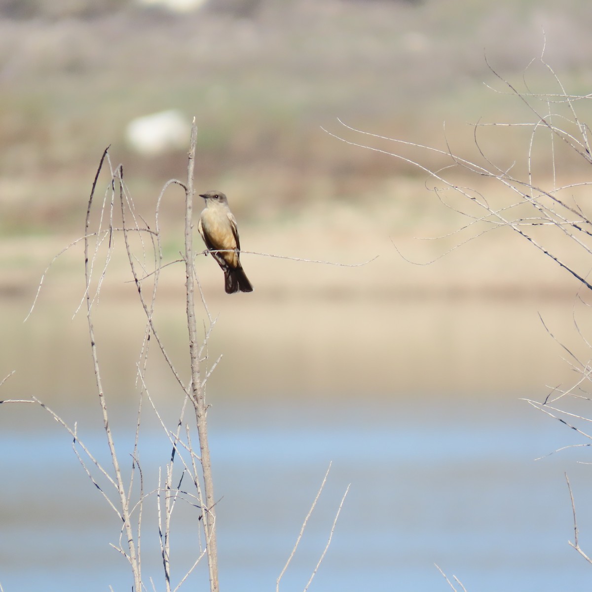 Mosquero Llanero - ML646140328
