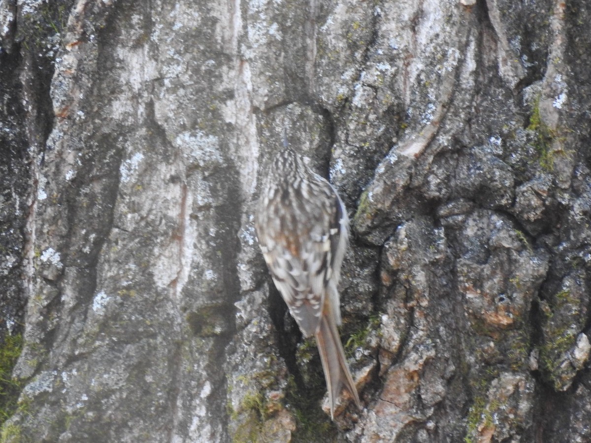 Agateador Americano - ML646140329