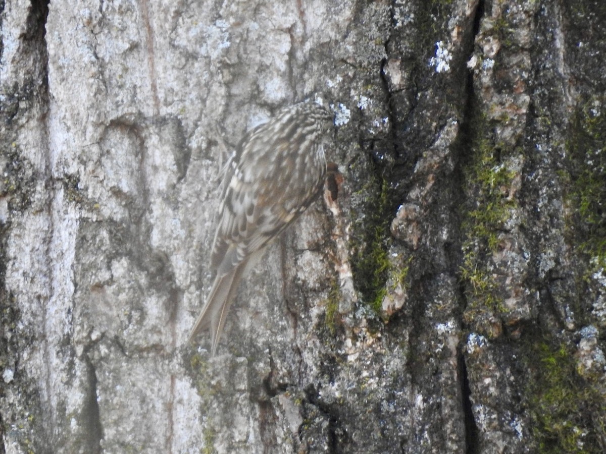 Agateador Americano - ML646140330