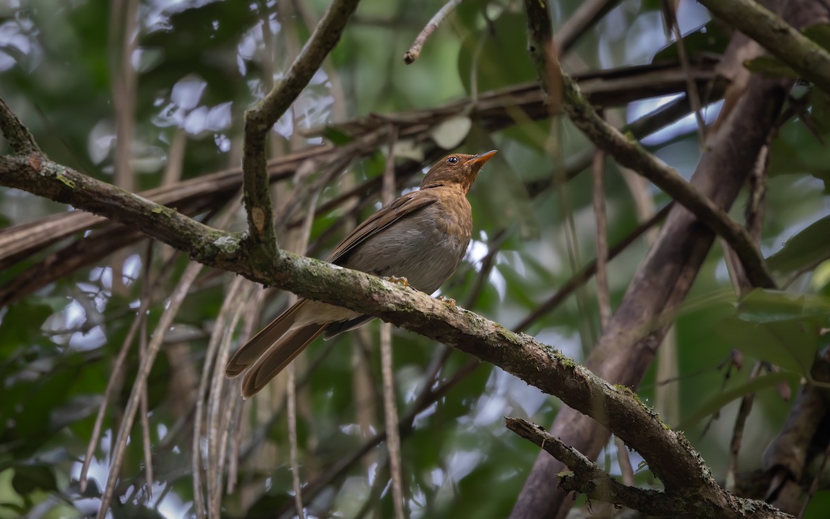 Solitario Ocre - ML646140331