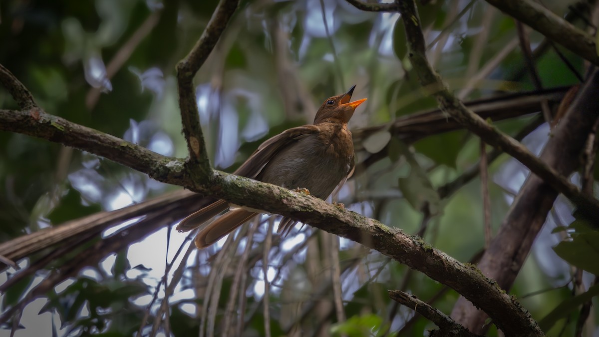 Solitario Ocre - ML646140332