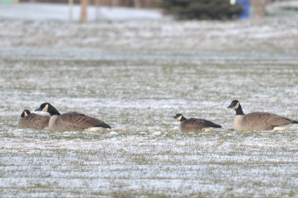 Barnacla Canadiense Chica - ML646140333