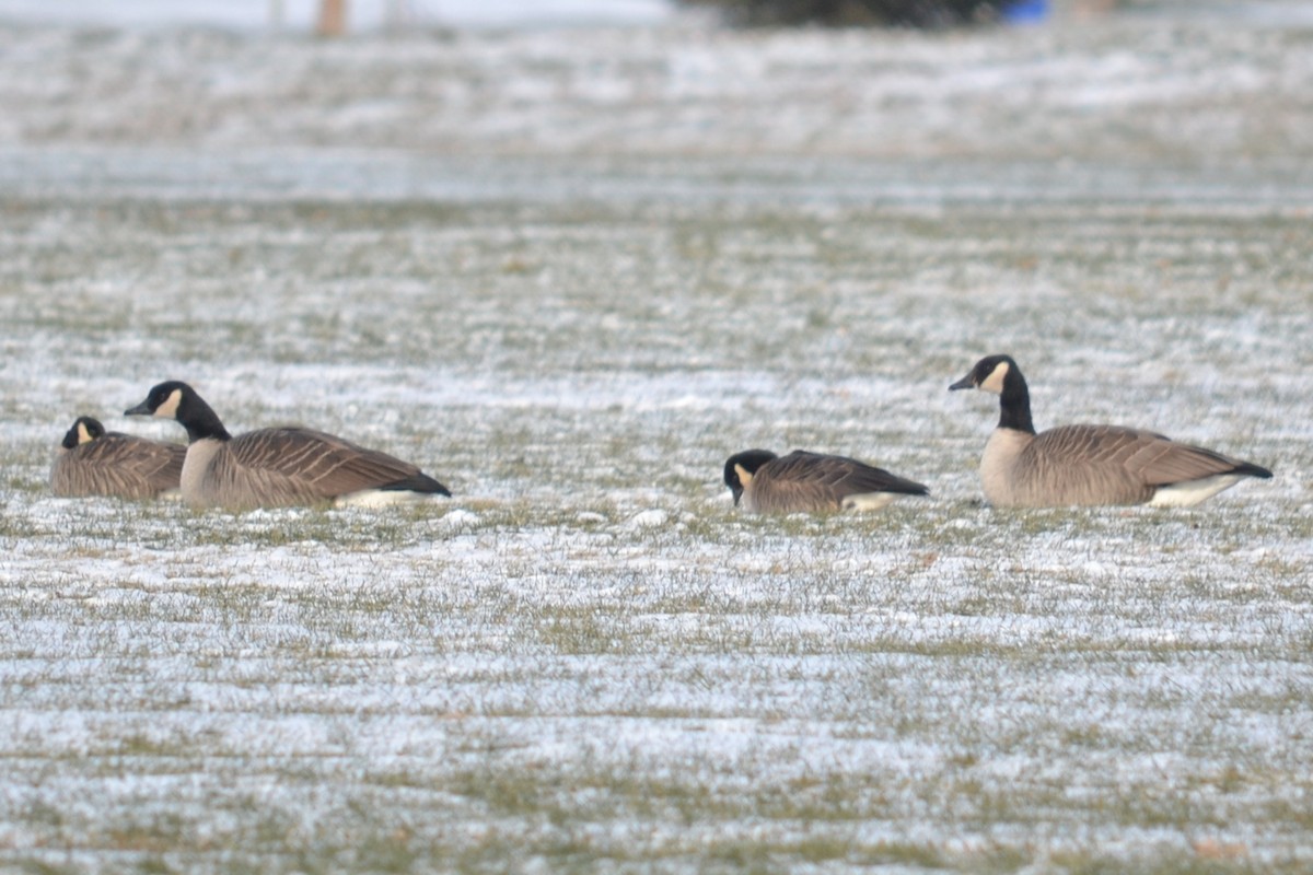 Barnacla Canadiense Chica - ML646140334