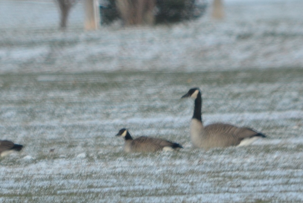 Barnacla Canadiense Chica - ML646140335