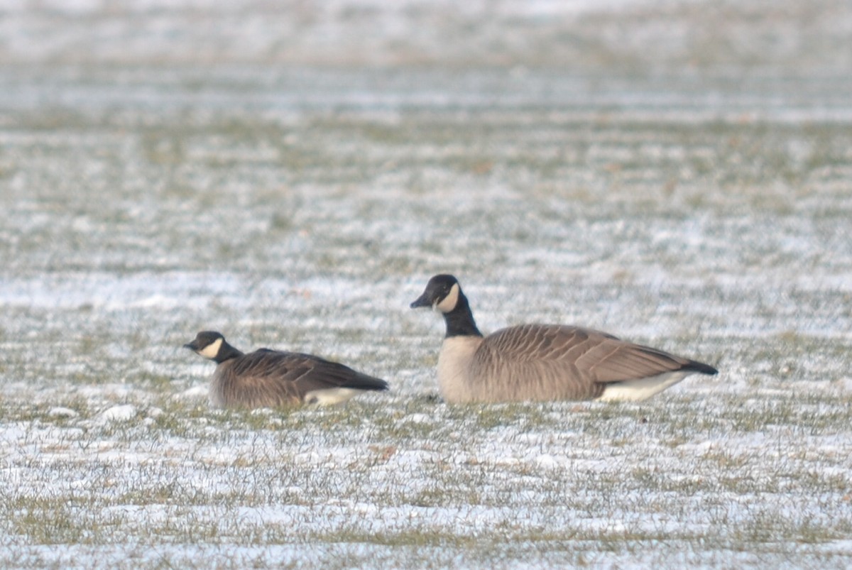 Barnacla Canadiense Chica - ML646140336