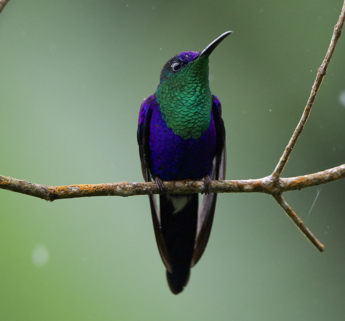 Zafiro Coronado (de Corona Violeta) - ML646140337