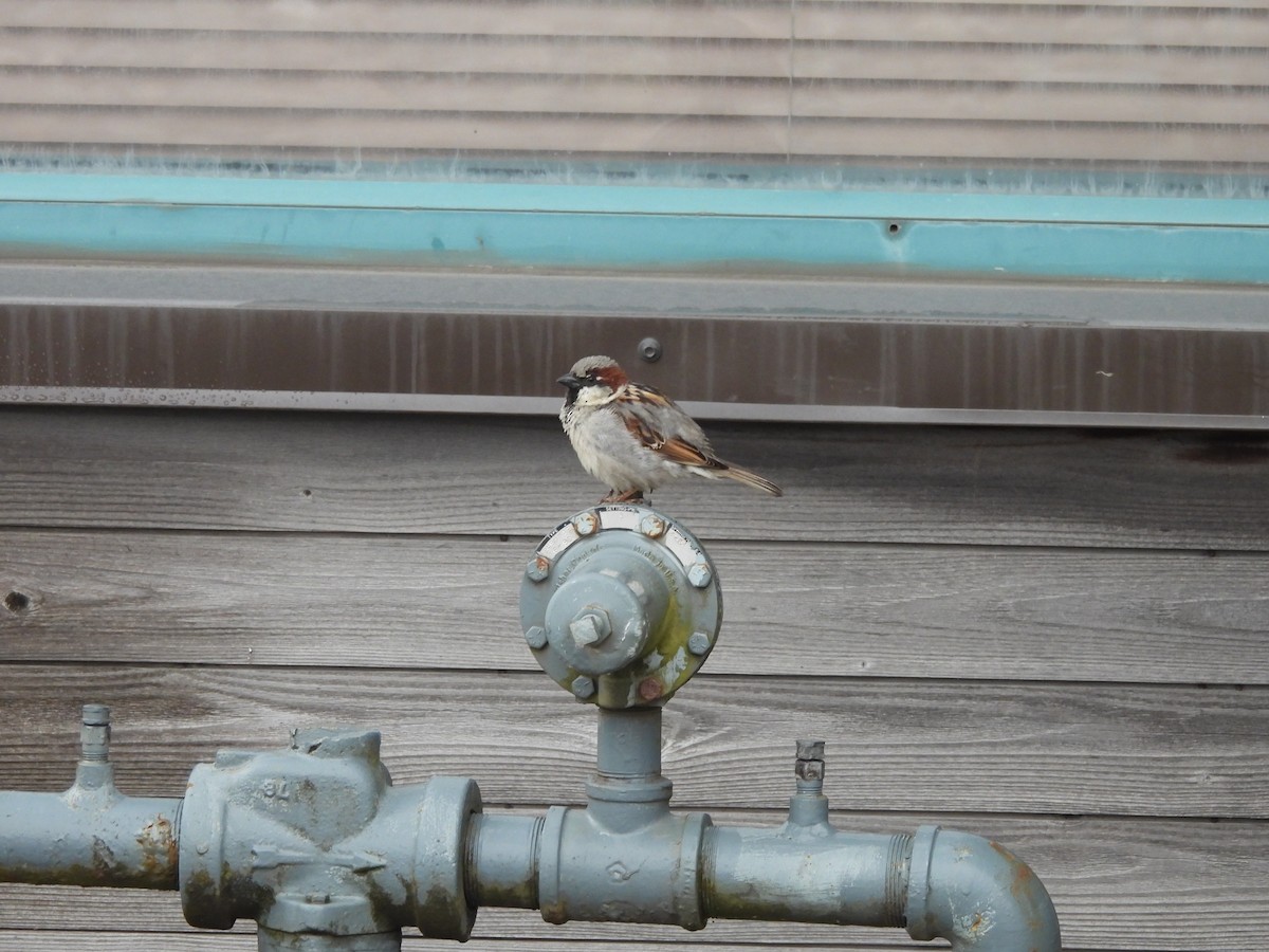 Gorrión Común - ML646140338