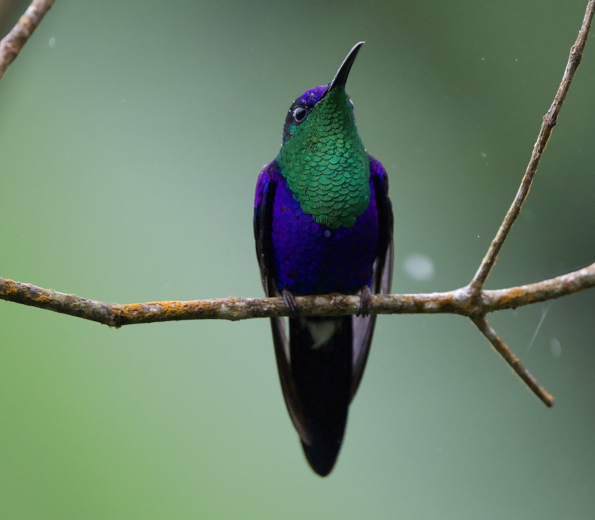 Zafiro Coronado (de Corona Violeta) - ML646140339