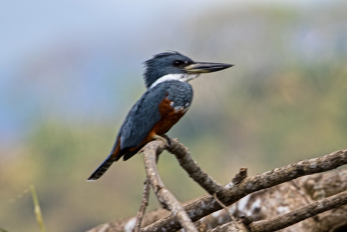 Martín Gigante Neotropical - ML646140341