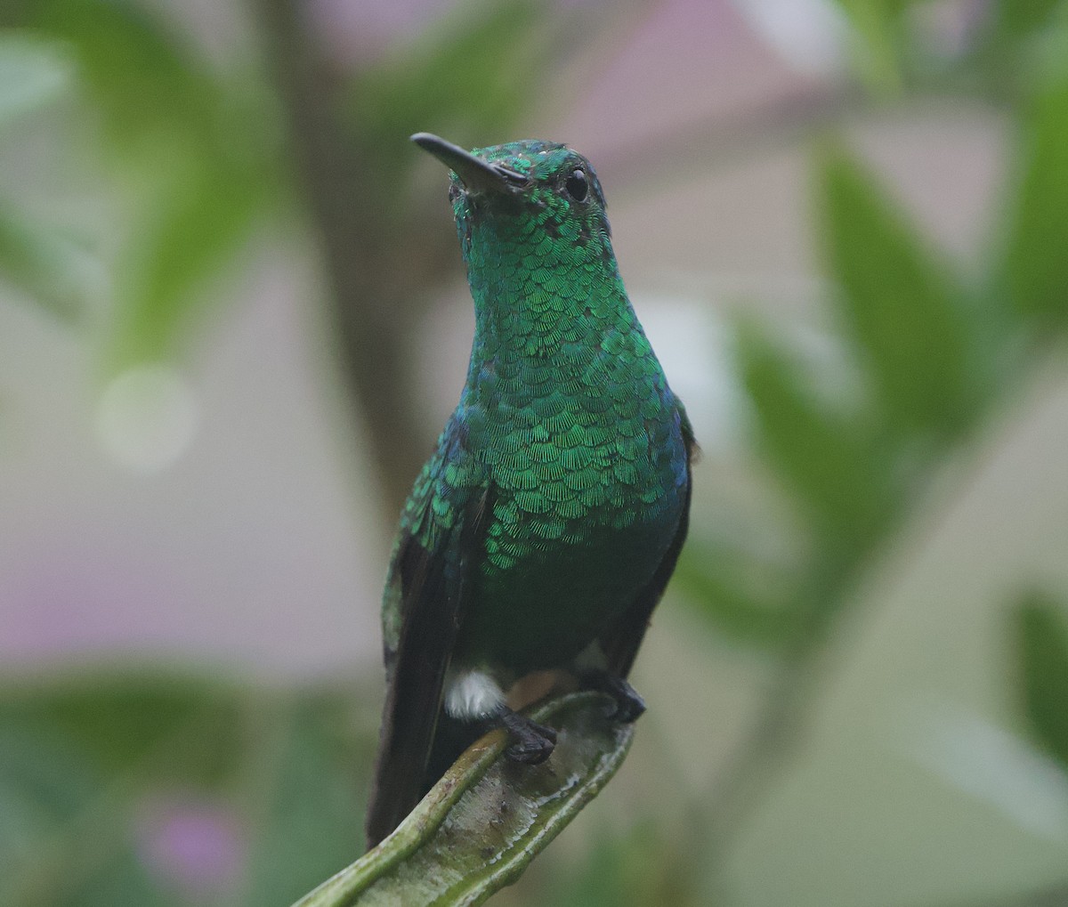 Zafiro Coronado (de Corona Violeta) - ML646140342