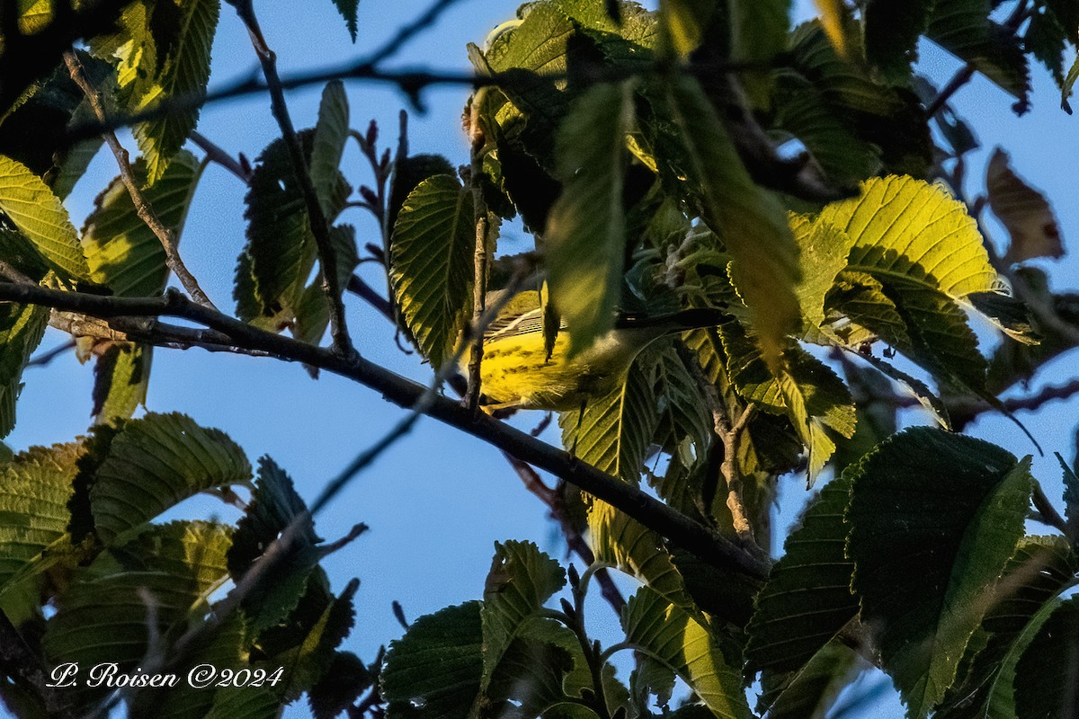 Reinita de Magnolia - ML646140343