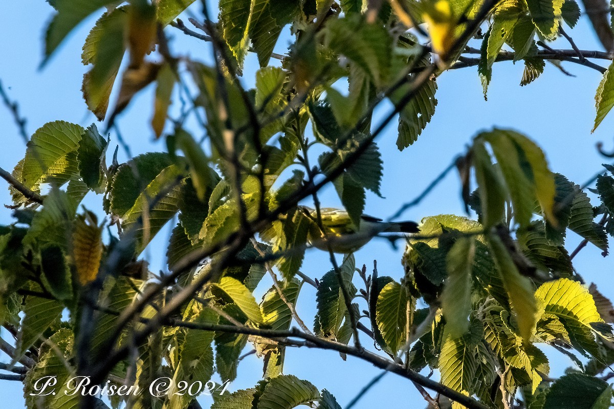 Reinita de Magnolia - ML646140344