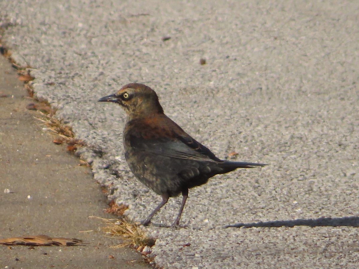 Zanate Canadiense - ML646140345