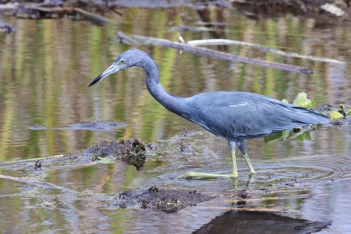 Garceta Azul - ML646140346