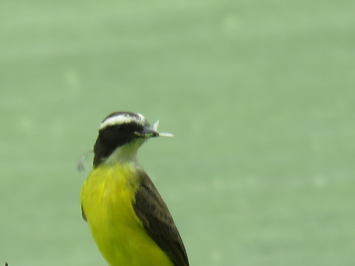 Bienteveo Alicastaño - ML646140347