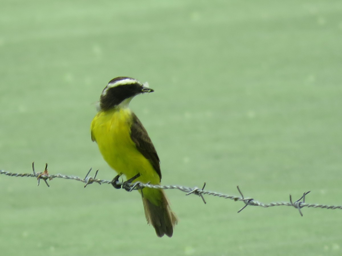 Bienteveo Alicastaño - ML646140348