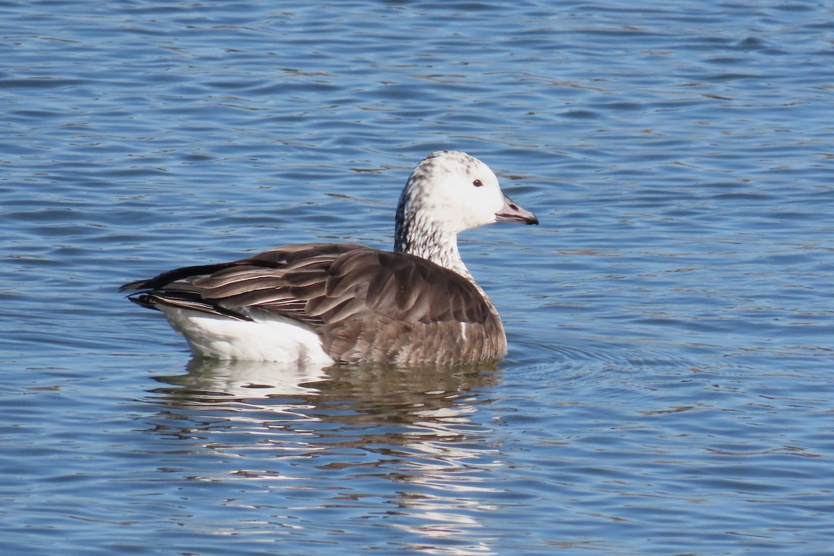 Ánsar de Ross - ML646140349