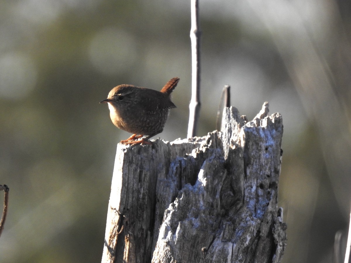 Chochín Hiemal - ML646140350